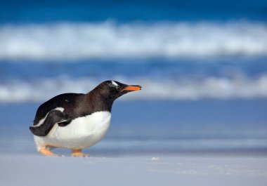 Koyu mavi deniz ile Gentoo pengueni