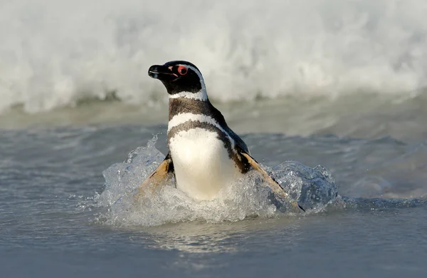 Пінгвін плавання хвилі — стокове фото