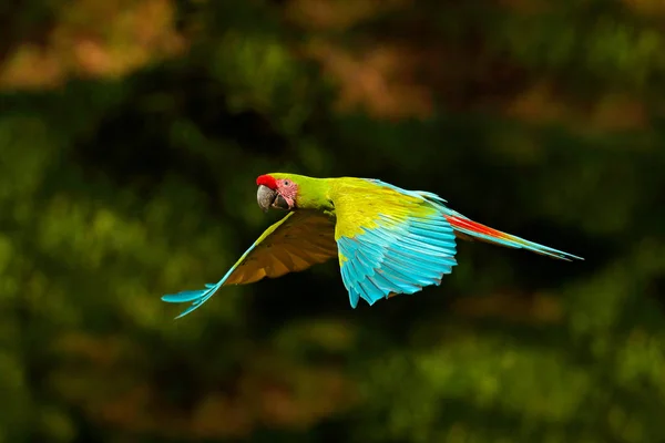 Tropikal ormanda büyük yeşil Amerika papağanı — Stok fotoğraf