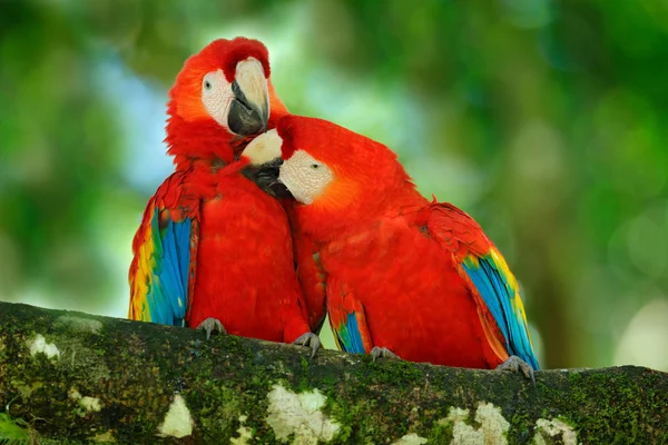 Par de loro grande Guacamayo escarlata — Foto de Stock