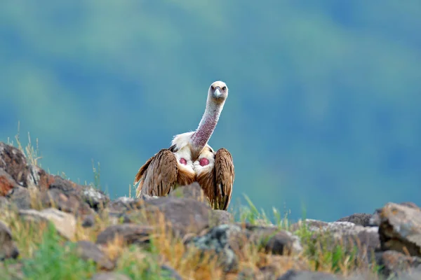 Buitre leonado sobre piedra — Foto de Stock