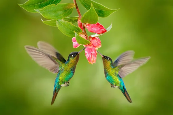 Kolibri Vögel mit rosa Flowe — Stockfoto