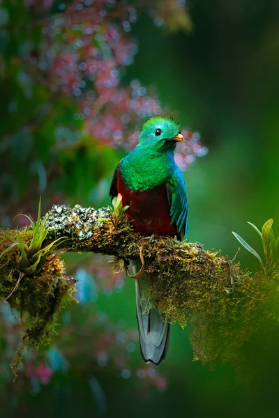 Resplendent Quetzal in jungle — Stock Photo, Image