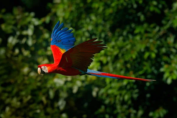 Papagaio vermelho na mosca — Fotografia de Stock