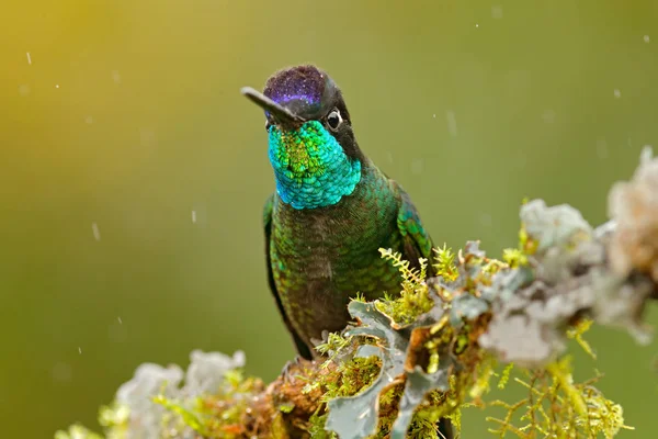 Beija-flor no habitat da floresta natural — Fotografia de Stock