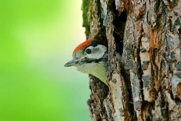 Grande picchio maculato — Foto Stock