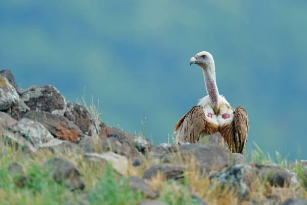 Buitre leonado sentado en piedra — Foto de Stock