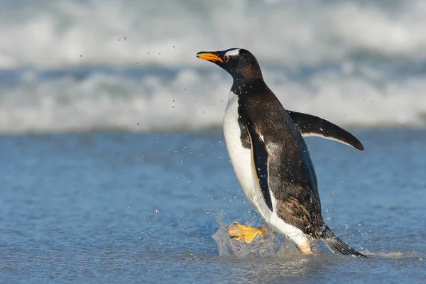 Pingouin de Gentoo avec mer bleu foncé — Photo