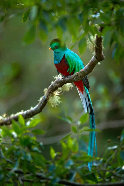 Biresplendent Quetzal nádherné posvátný pták — Stock fotografie