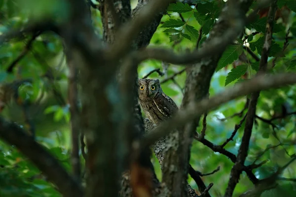 Owl in the dark green vegetation — Stock Photo, Image