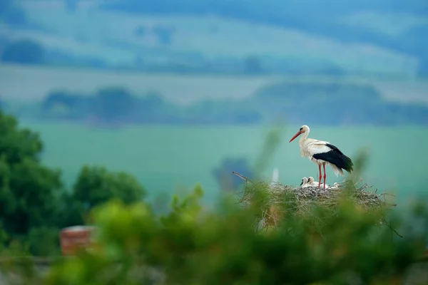 Cicogna bianca in nido con due giovani — Foto Stock