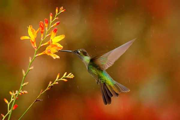 Magnificent Hummingbird flying next to flower — Stock Photo, Image