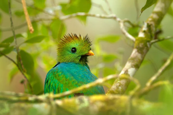 Glanzvoller Quetzal aus Guatemala — Stockfoto
