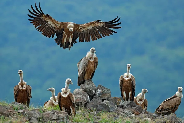 Griffon gam sitter på sten — Stockfoto