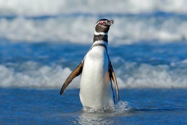 Pinguim nadando nas ondas — Fotografia de Stock