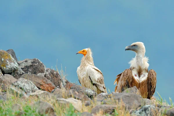 Kızıl akbaba ve Mısır akbabası — Stok fotoğraf