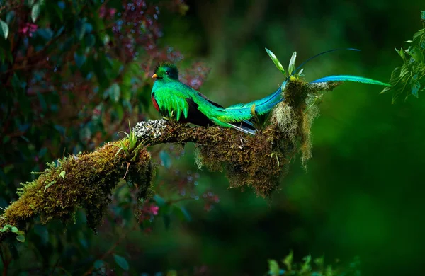 金碧辉煌的绿色格查尔鸟 — 图库照片