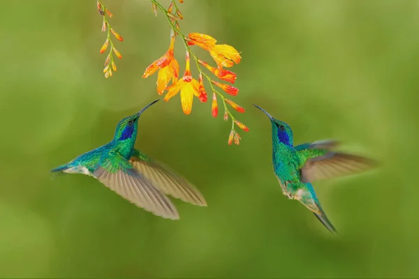 Colibríes verdes Oreja violeta verde — Foto de Stock