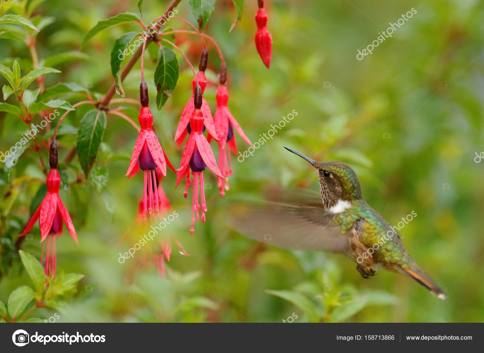 Colibri De Fleurs épanouies Photographie Ondrejprosicky