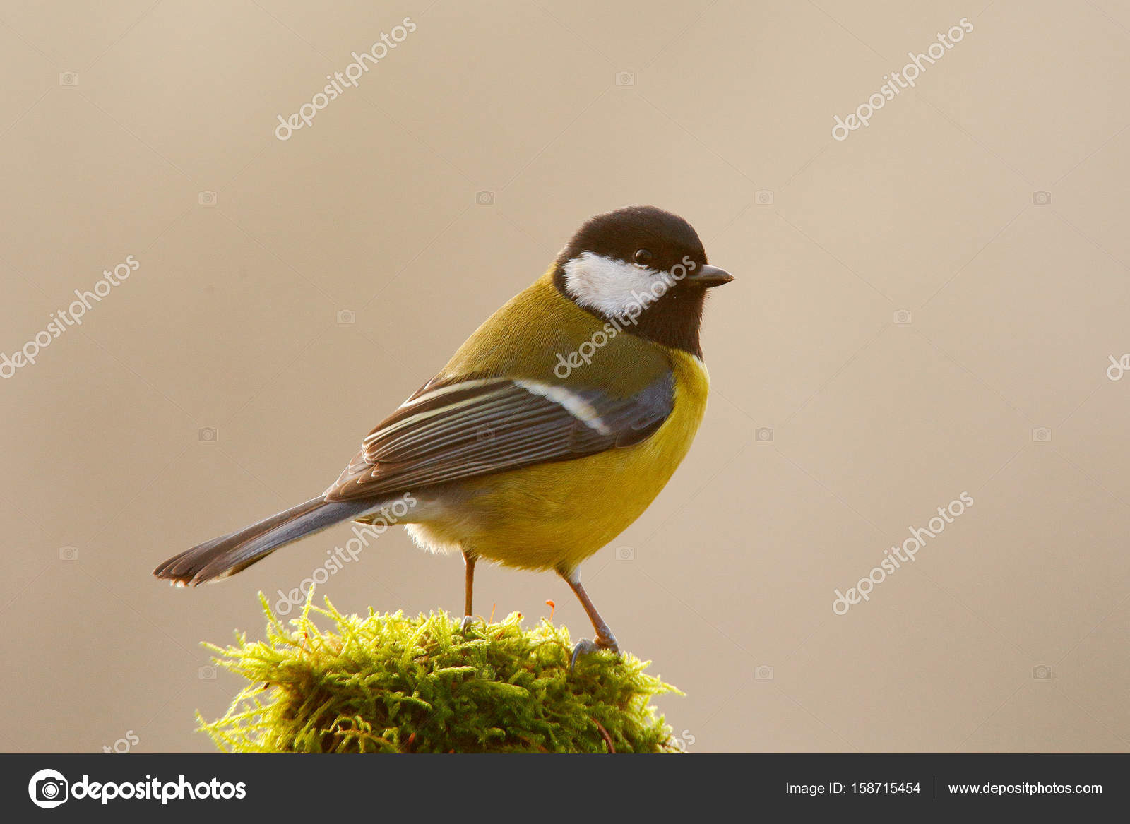 Grande Mésange Noire Et Jaune Oiseau Chanteur Photographie