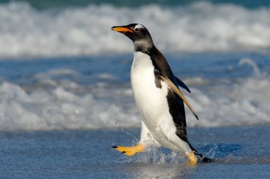 Gentoo penguen atlar dışarı su 