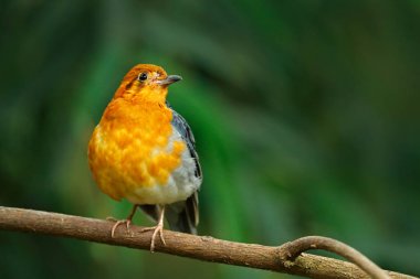 Turuncu başlı pamukçuk songbird