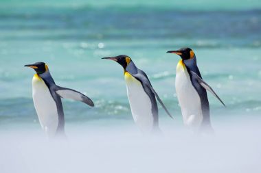 Grup dört Kral penguenler