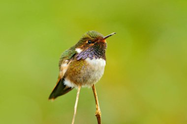 Volkan Hummingbird yeşil yaprakları