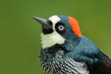 Portrait of tropic woodpecker clipart