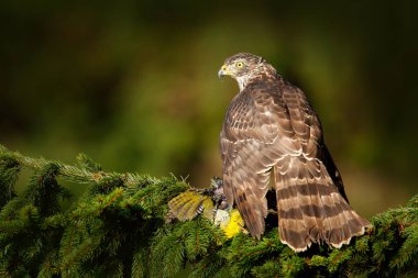 Ağaç üzerinde dua ile çakır kuşu