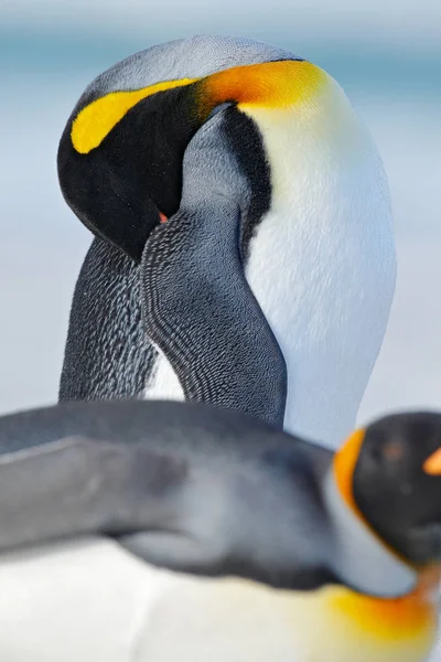 Rei pinguim penas de limpeza — Fotografia de Stock