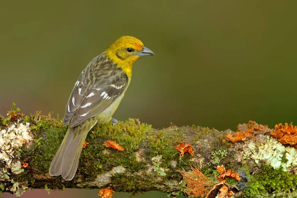 Tanager sedící na větvi moss — Stock fotografie