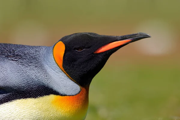 Pinguim-rei na Antártida — Fotografia de Stock