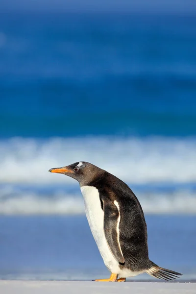 Pinguim Gentoo com mar azul escuro — Fotografia de Stock