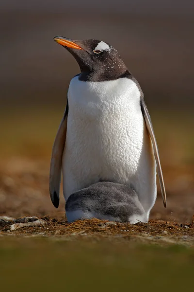 Pingwin z młodymi w upierzeniu — Zdjęcie stockowe