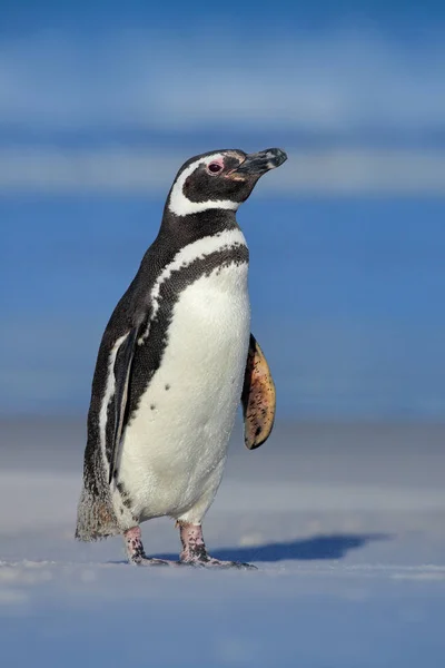 Pinguim-de-magalhães na praia de areia branca — Fotografia de Stock