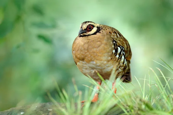Bar-backed partridge fågel i naturen livsmiljöen — Stockfoto