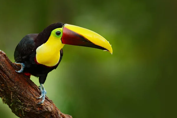 Tukan sedící na větvi v tropickém dešti — Stock fotografie