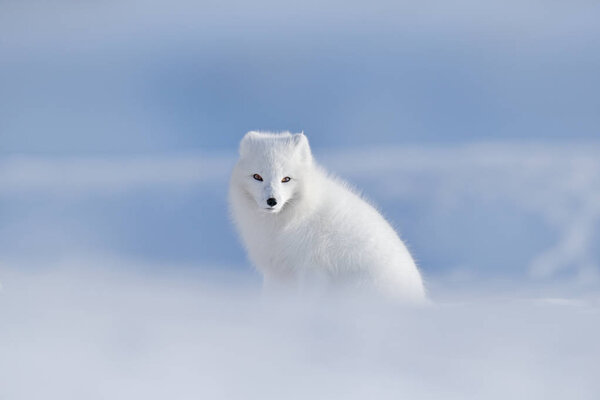 Polar fox in habitat