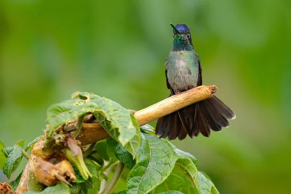 Magnificent Hummingbird on moss branch