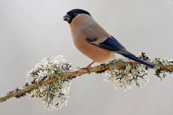 Bullfinc, sitting on yellow lichen branch — Stock Photo, Image