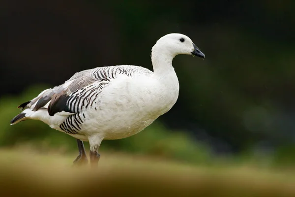 Ganso blanco en la hierba — Foto de Stock