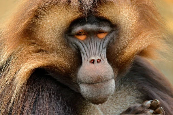 Gelada Babuíno da montanha africana — Fotografia de Stock