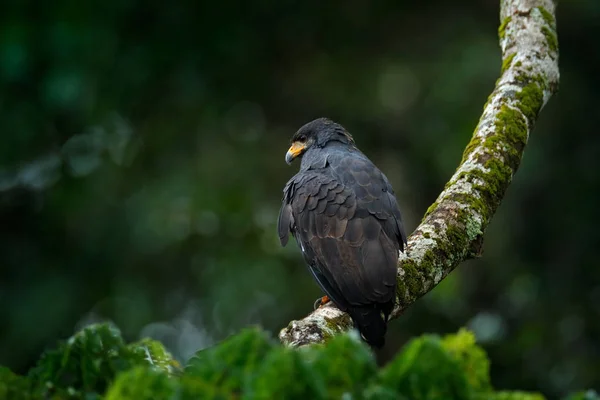 Great Black-Hawk large bird — Stock Photo, Image