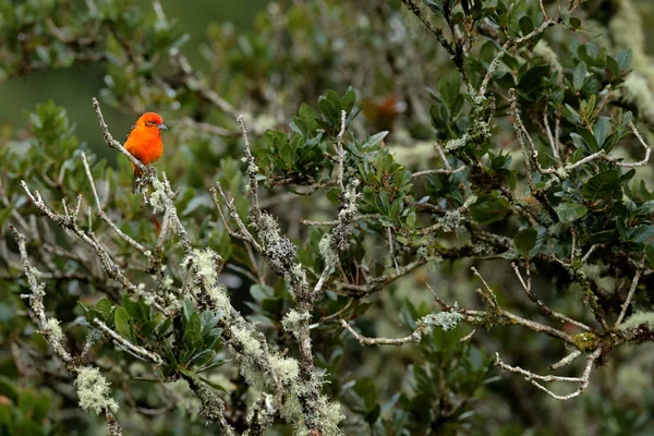 Orange bird in green tropic vegetation — Stock Photo, Image