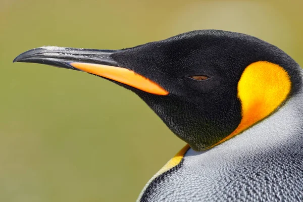 Pingouin royal en Antarctique — Photo