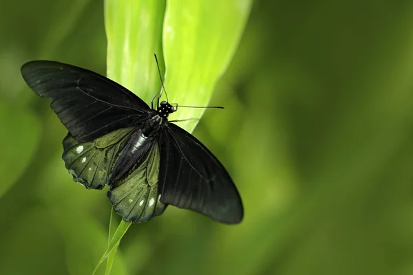 Kvinnliga Papilio pilumnus — Stockfoto