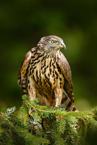 Hawk from Czech Republic — Stock Photo, Image