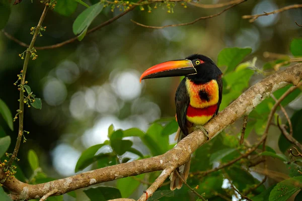 Tüzes-billed Aracar madár — Stock Fotó