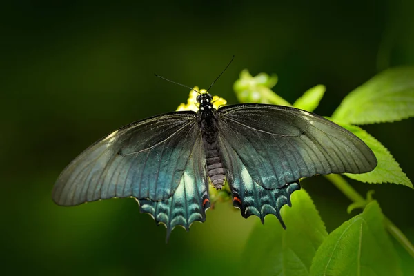 Motýl Papilio pilumnus — Stock fotografie